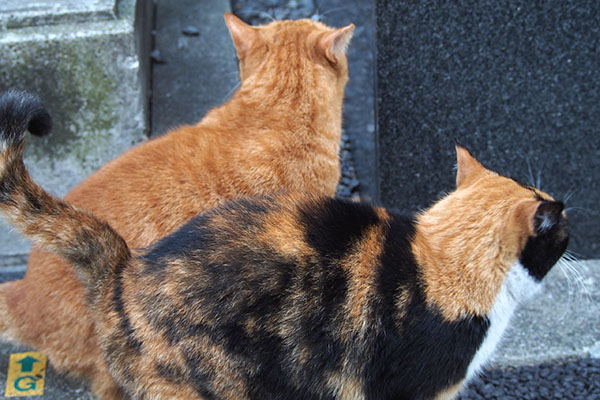 常にくっ付いて　カブとリコ