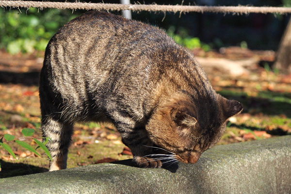 トッキー　探し物