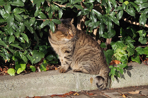 不思議そうに　トッキー