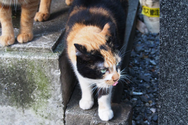 リコ　横見ながらぺろん