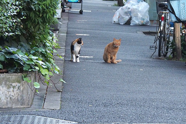 遠くのカブとリコ１