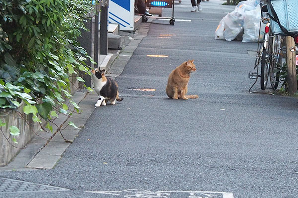 遠くのカブとリコ２