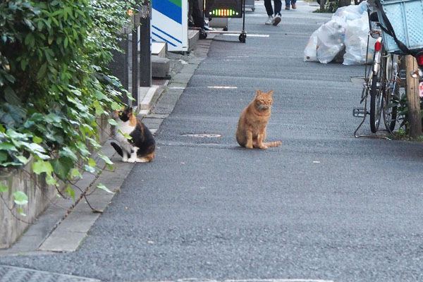 遠くのカブとリコ３