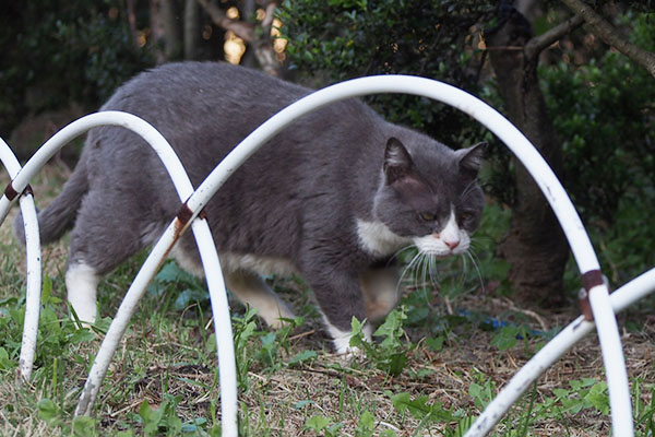 追いかけてみる　オット