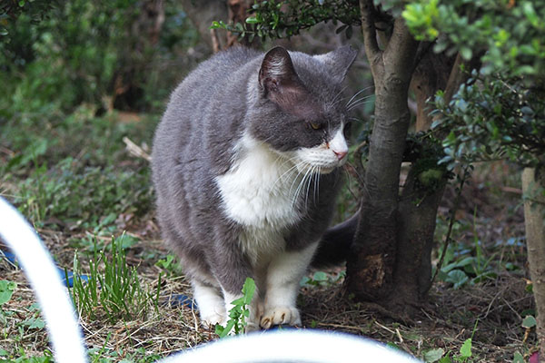 お座りする　オット