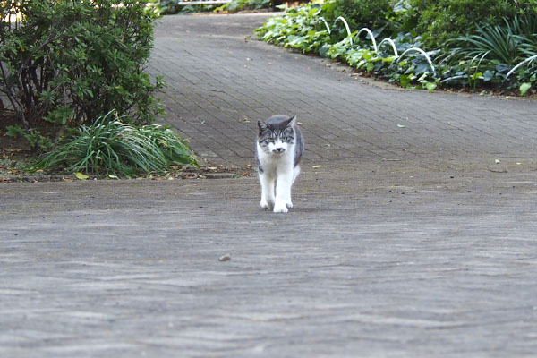 タンタルが走って来てた