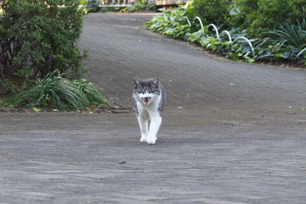 タンタル　ニャーー！