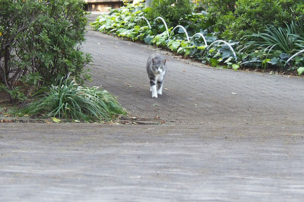 クロムもやって来た