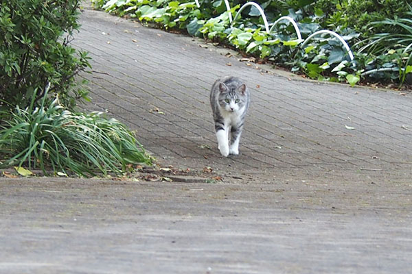 向かってますにゃ　クロム