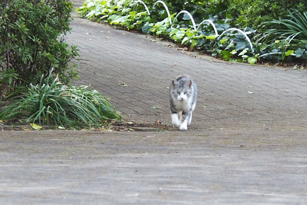 小走り　クロム