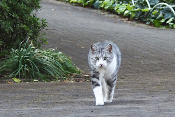 クロムはオットを見ても変化なし