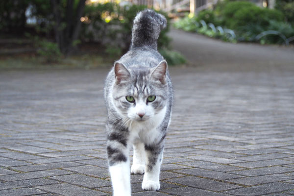 クロム　撮るヒトにまっすぐ向かう