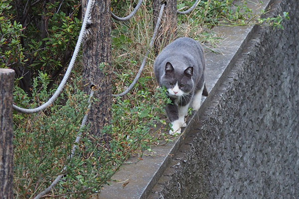 こっち来る　オット