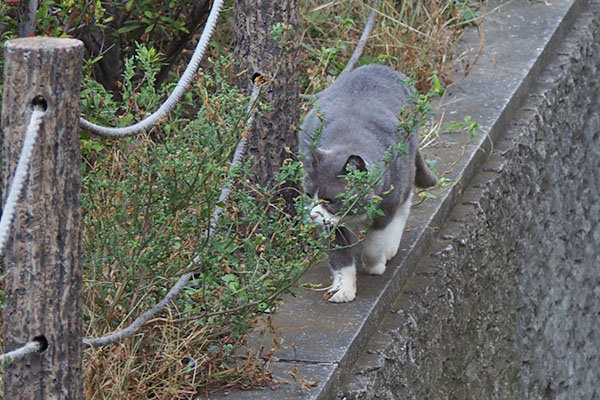 チラッと見ながら　オット