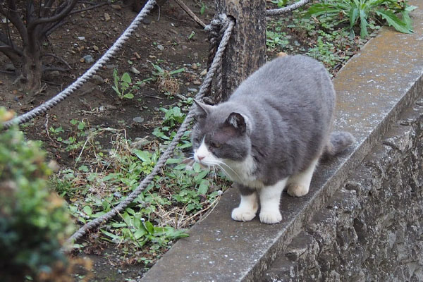 見えたらしい　オット