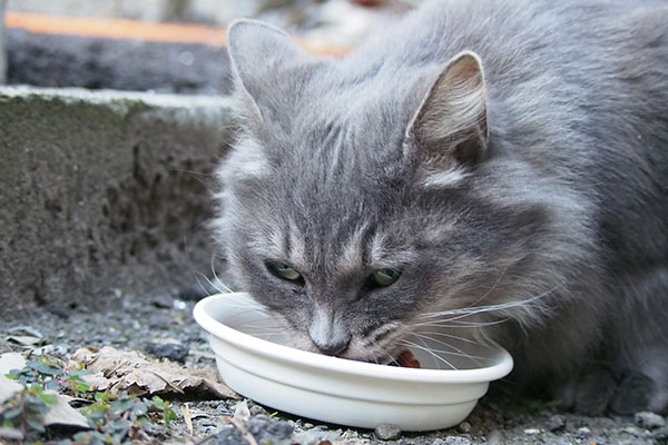 目がコワイ食べるマフ