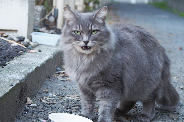 まっすぐ見る　マフ