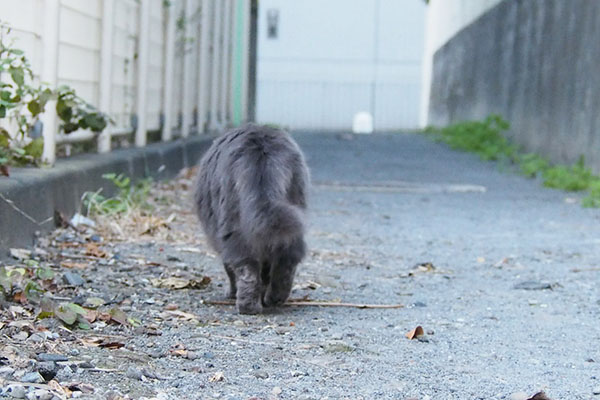 そして去って行く　マフ