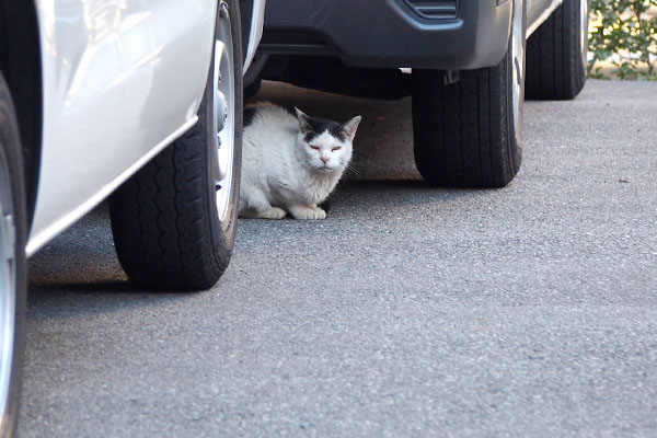 撮るヒトに気付いた　テン