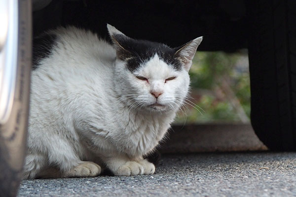 こっちもまだ居るにゃ　テン