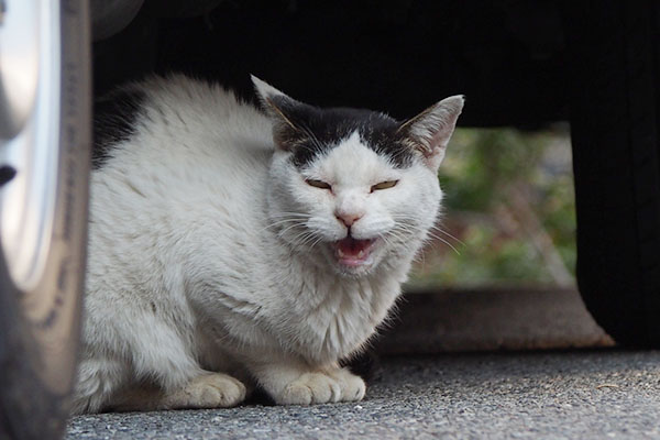 にゃーテン