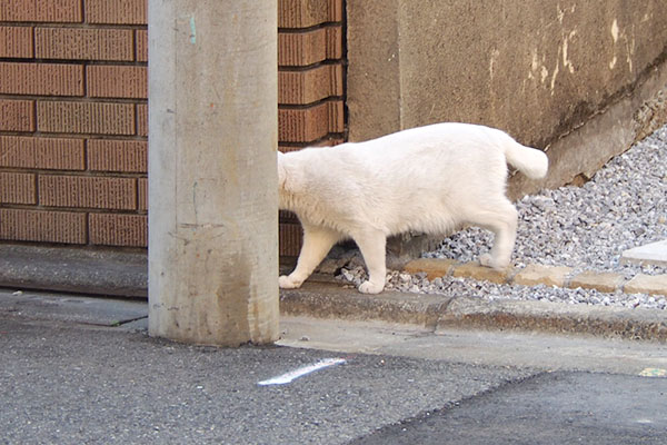 顔かくれた　ライト