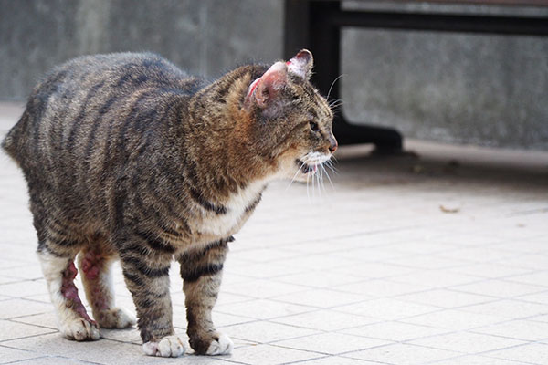 フォックス　ラコに挨拶のニャー