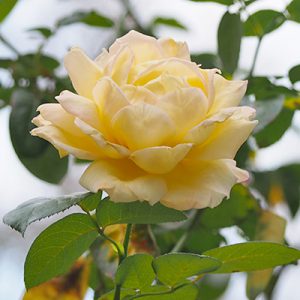 flower rose yellow pink final