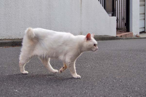 歩き出す　右前足　メル