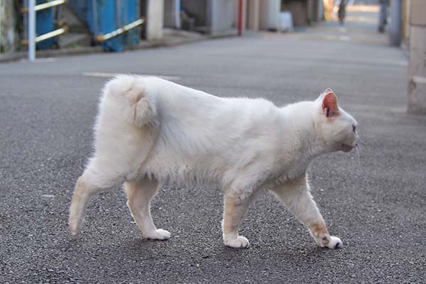 歩くメル　真横から　しっぽが