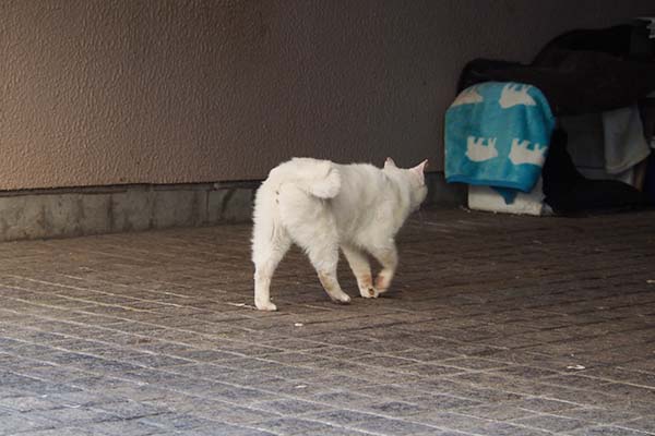 白熊ブランケットを見る　メル