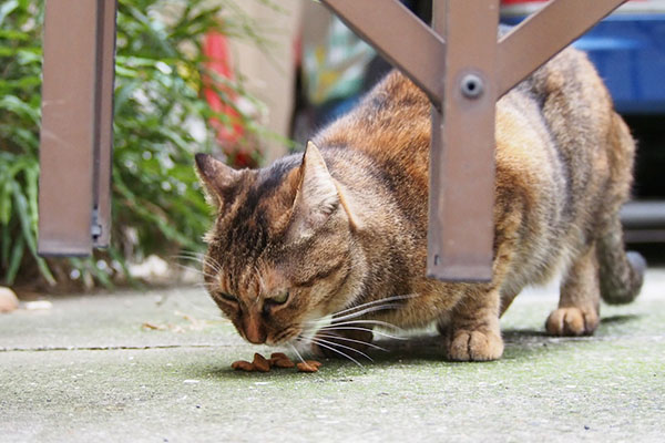 食べる　あき