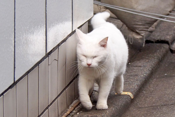 待ってにゃ～　リリ　ぶちゃいく