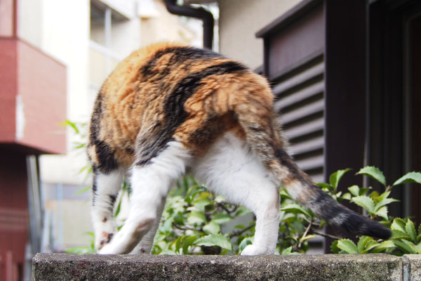 うろうろするオトワ