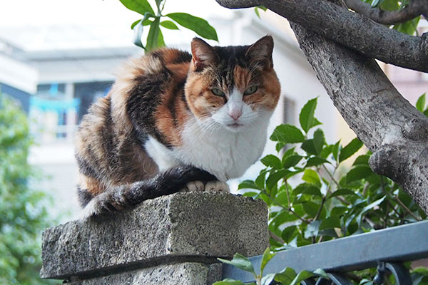 オトワ　塀の上