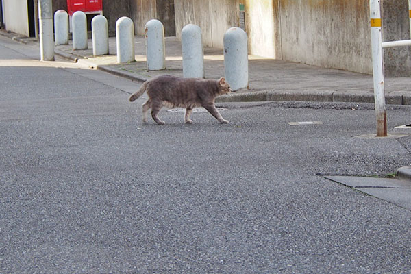 歩くグリ　遠