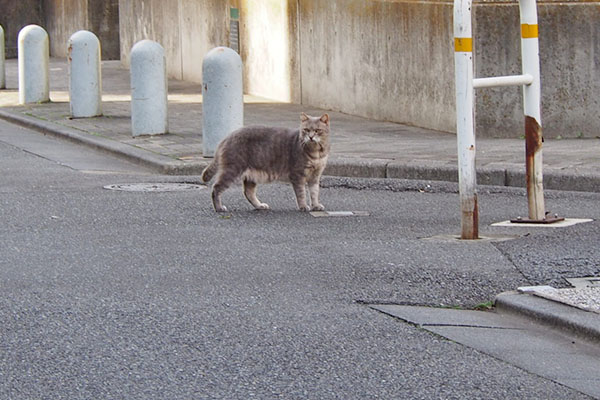 こちらをまだ見てない　グリ