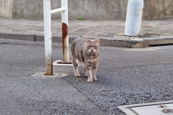 こちらを見た　グリ