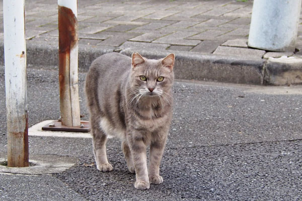 逃げるどころか更に見てくる　グリ