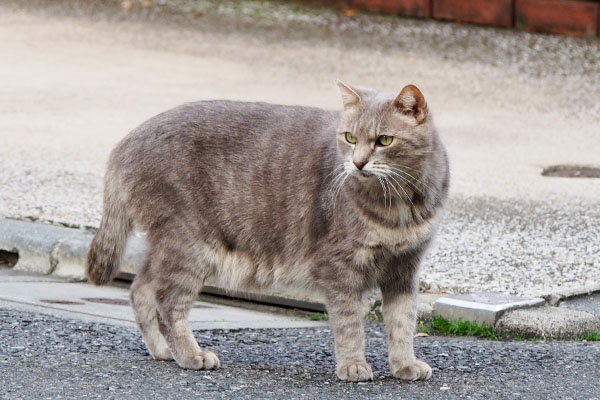 車が来たので　それを見るグリ