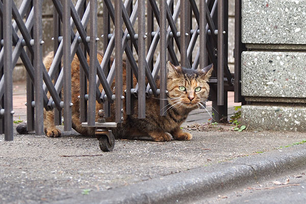 柵を潜ろうとしてフリーズするサキ