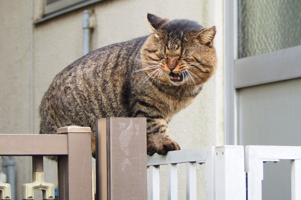 シャウトする　トッキー