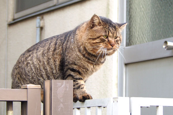 遠く見る　トッキー　顔でかい