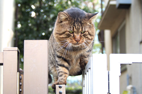 トッキー　ちょっと悩む