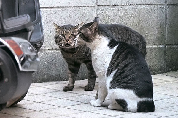 ウルラー　キー坊視線はずすオンブレ