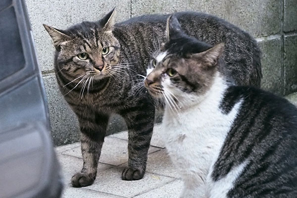 見つめるキー坊とそっぽ向くオンブレ