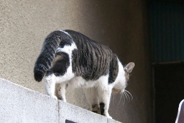 ケンカはよくないにゃ　歩くオンブレ