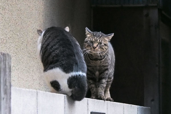 最後の一枚　キー坊とオンブレの背中