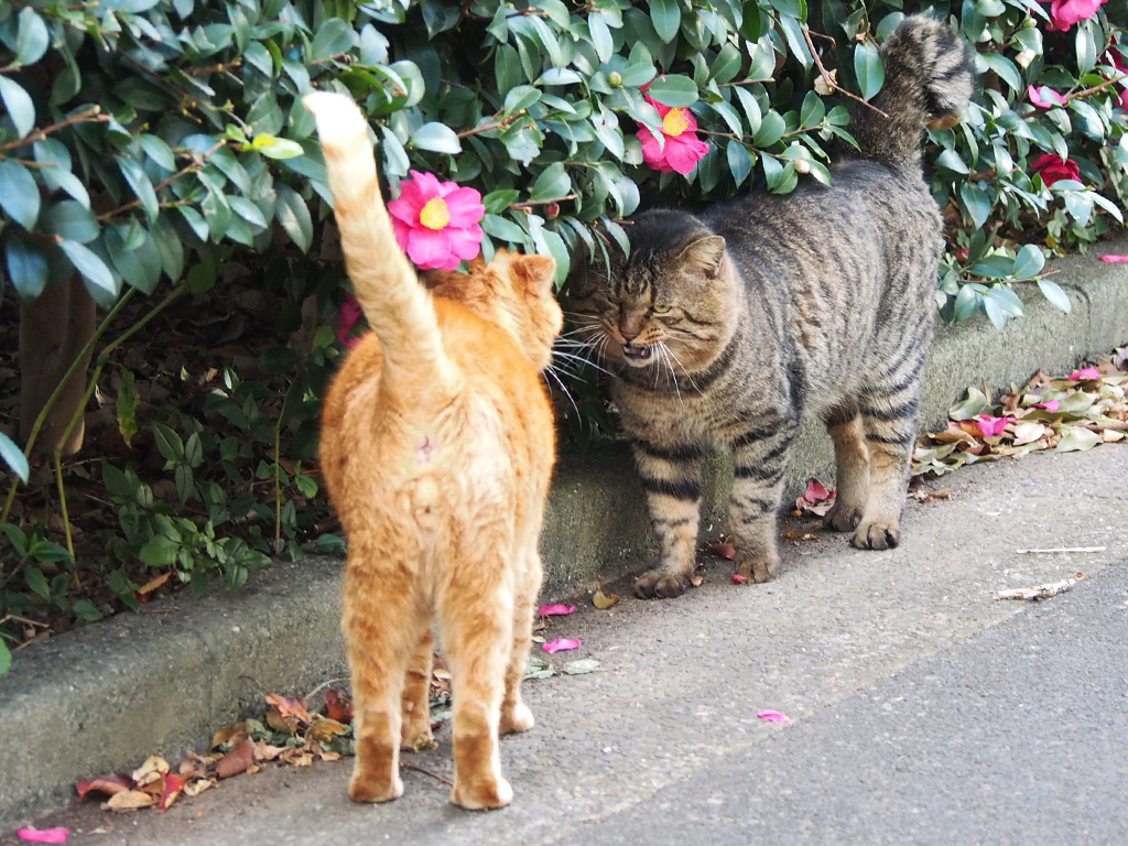 椿とコルレとトッキー