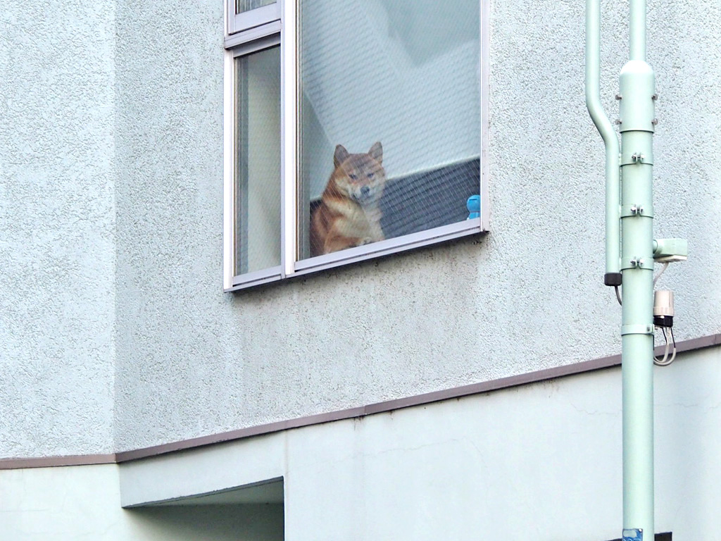 Shiba watching me fron his house